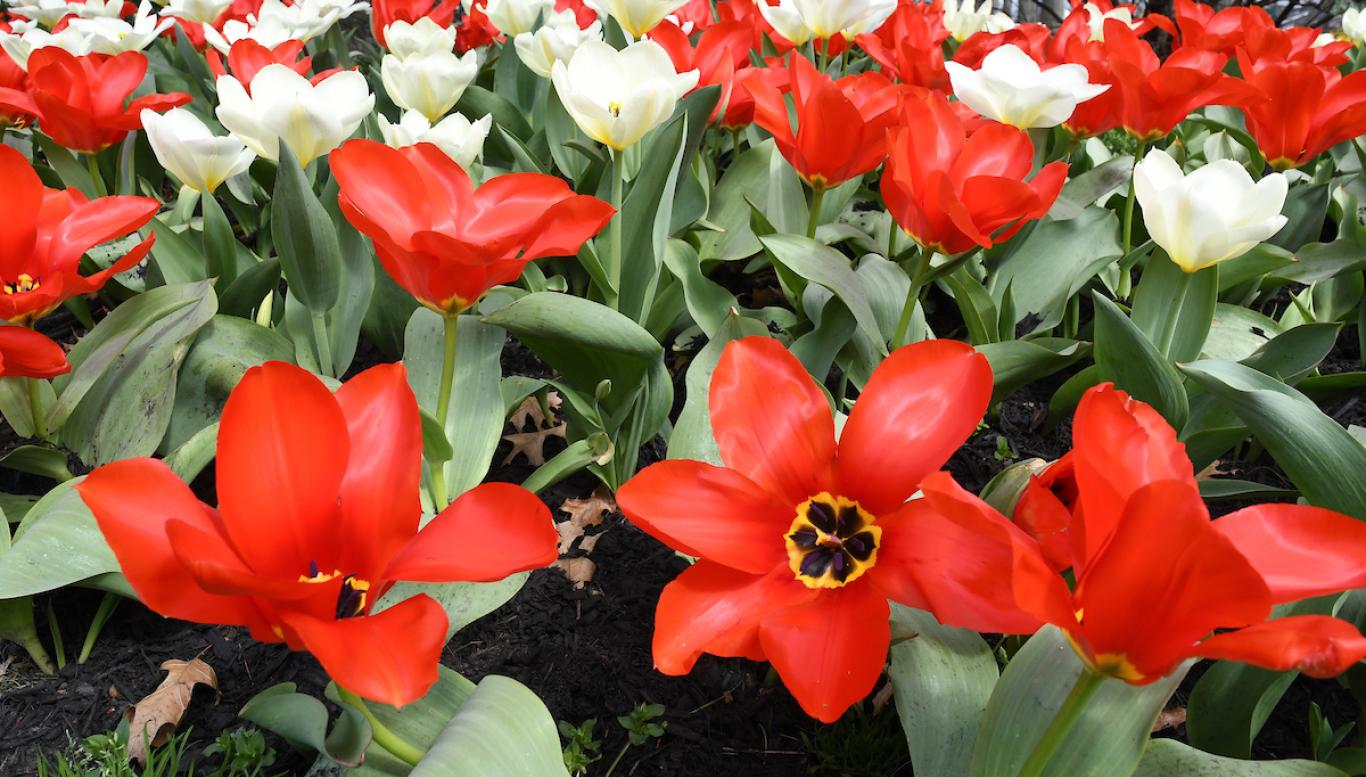 Rider University tulips