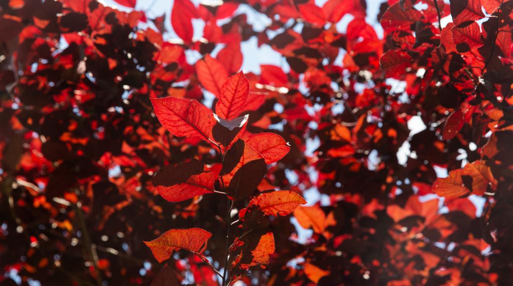 Campus Updates and Notices Rider University