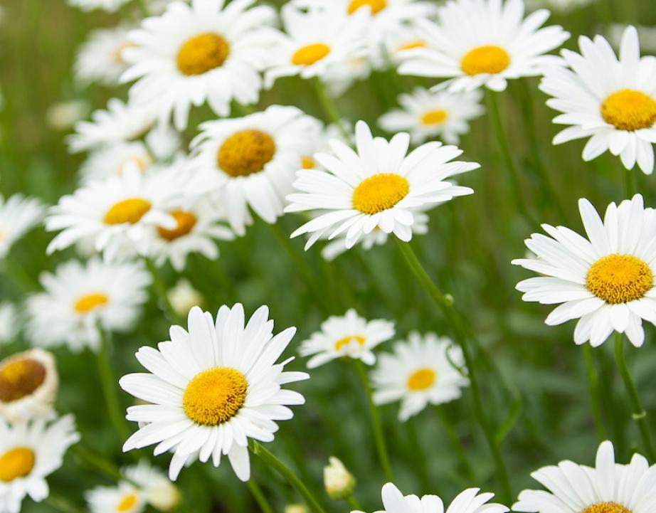Daisies