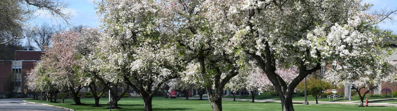 Blooming trees along the campus road