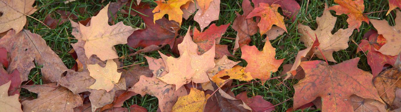 Autumn leaves on the campus ground