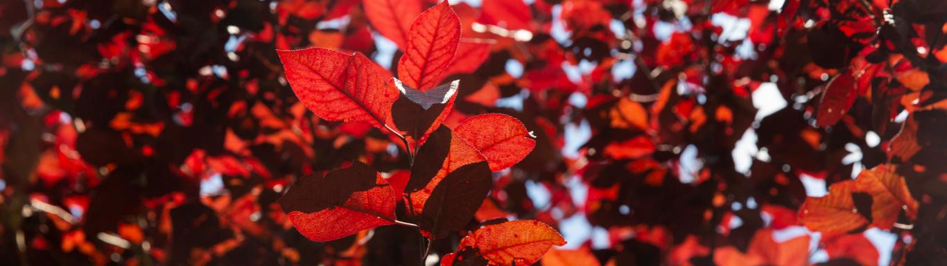 Red leaves in early September