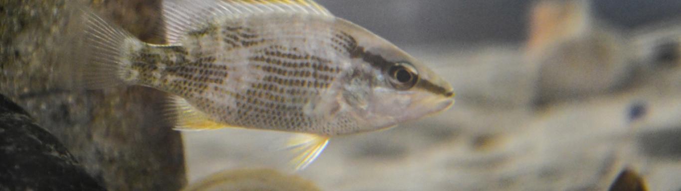 Fish swimming in a tank