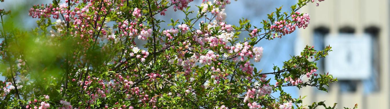 Flowers outside of library