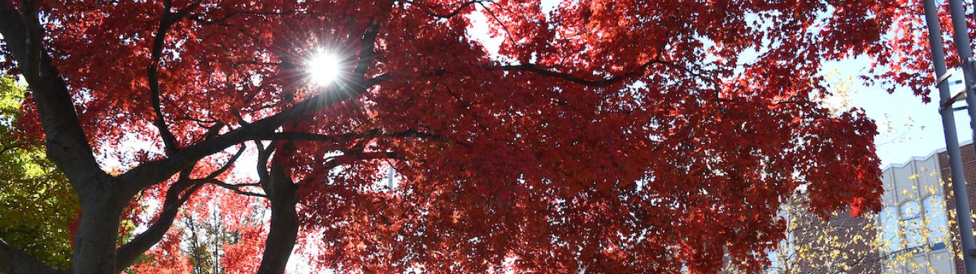 Four students walk near Moore Library in autumn