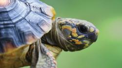 Tortellini tortoise