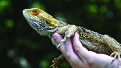 Bearded dragon