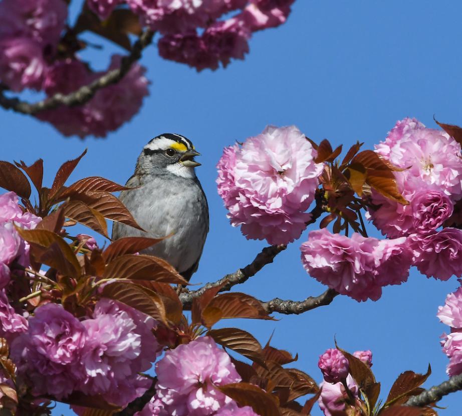 Bird in tree