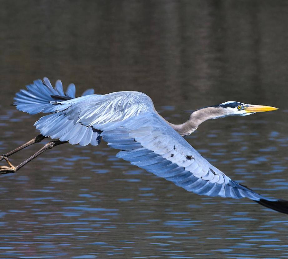 Bird by lake