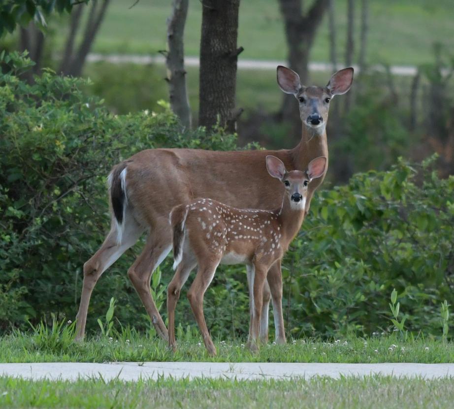 Deer on campus