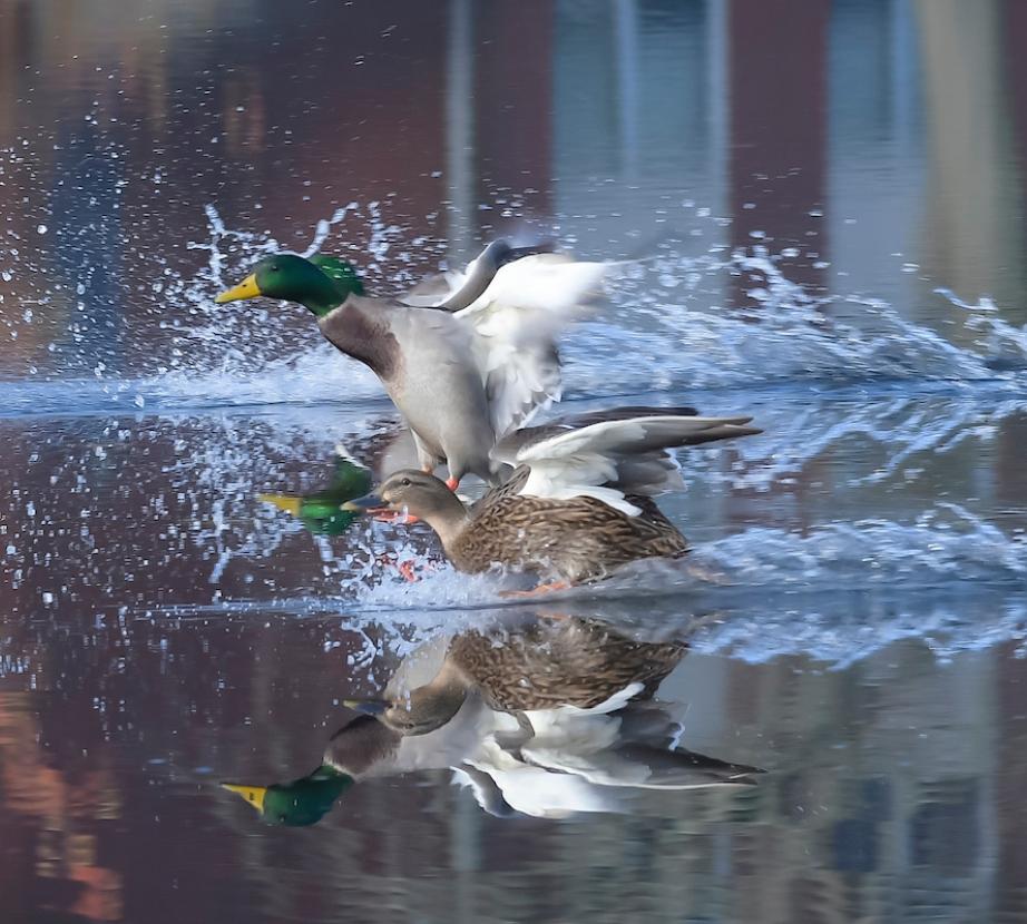 Goose on lake