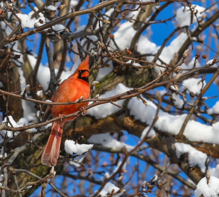 Cardinal in snowy tree