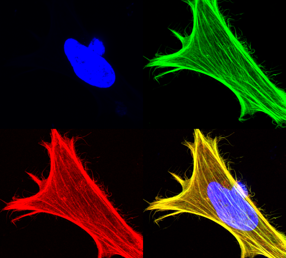 microscopy images