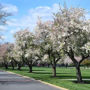 Blooming trees along the campus road