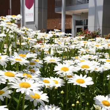 Flowers bloom near Bart Luedeke Center