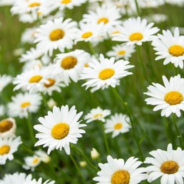 Daisies