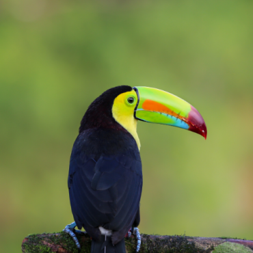 Toucan in Costa Rica