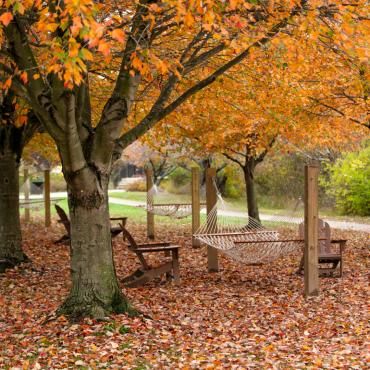 Fall leaves near Centennial Lake and hammocks