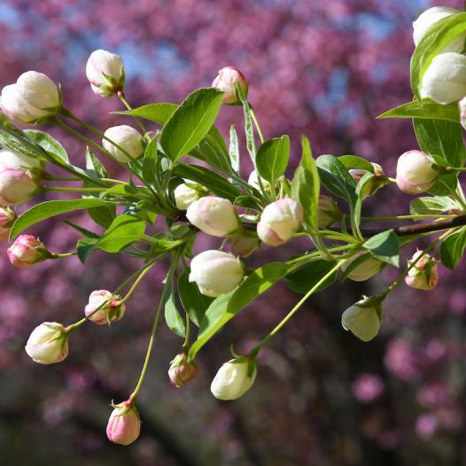 White flowers on a tree