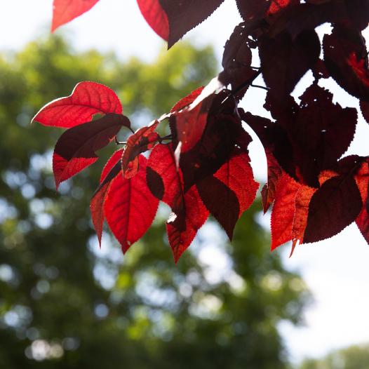 Fall campus leaves