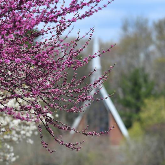 Gil Chapel in the background, purple flowers in the foreground