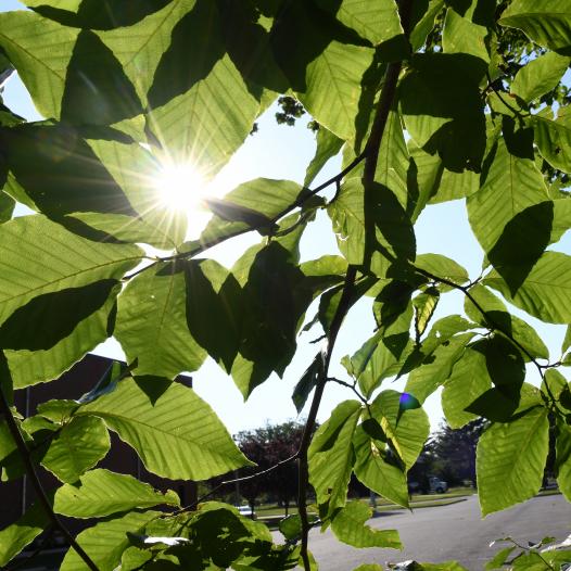 Sunshine through tree leaves