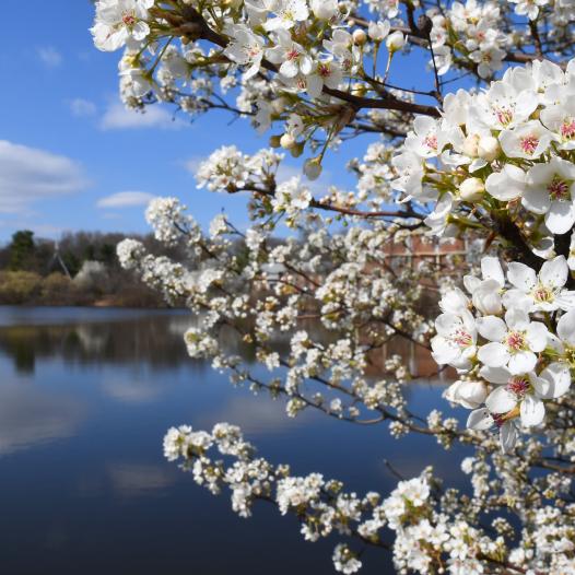 Trees blossom near Centennial Lake in spring