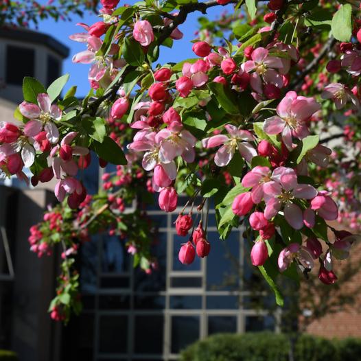 Rider campus building in spring