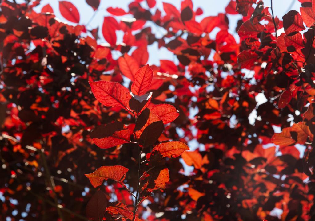 Red leaves in early September