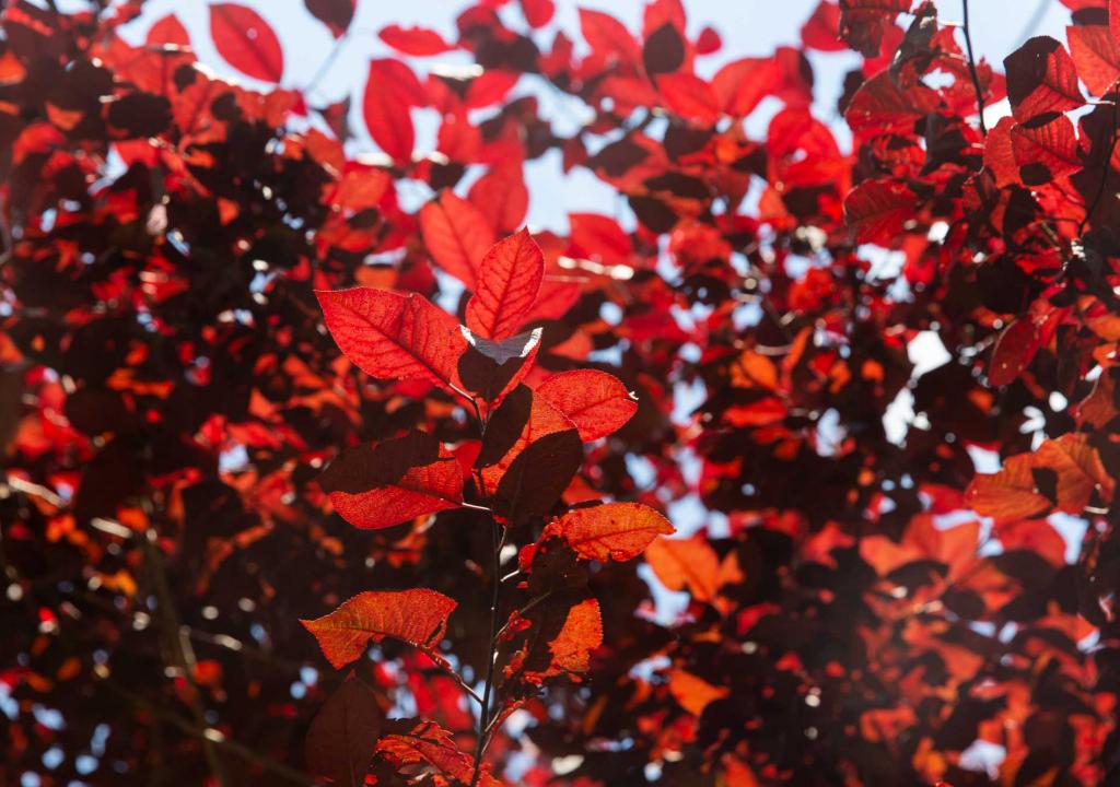 Photo Gallery Background with Autumn Leaves