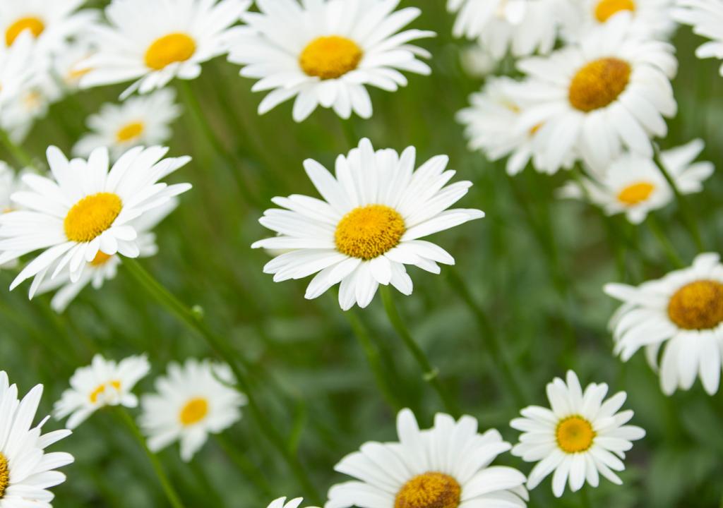 Daisy background