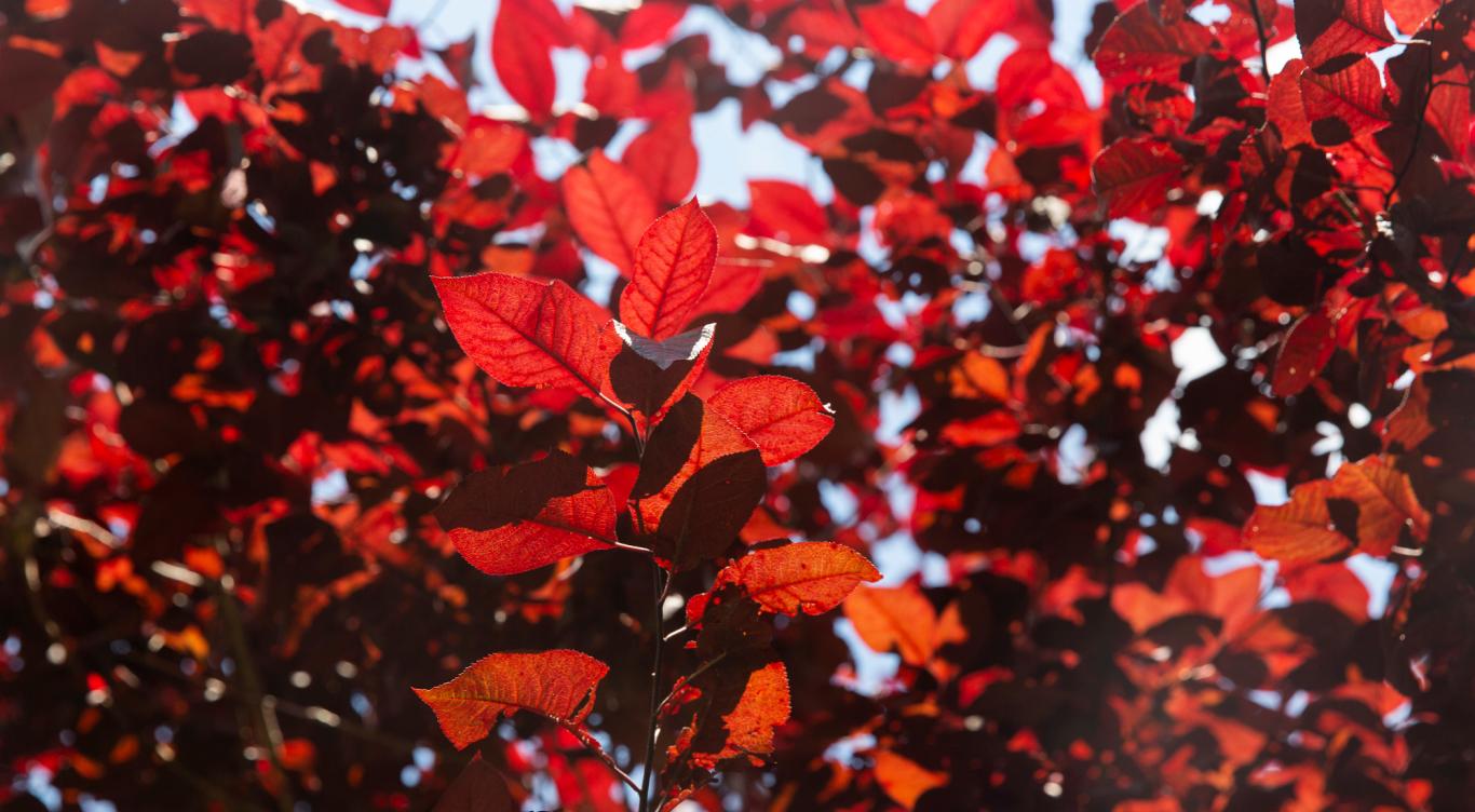 Red leaves in early September